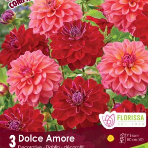 Colourful Companions - Dolce Armore - Dahlia Red & Salmon - 3blb/pkg