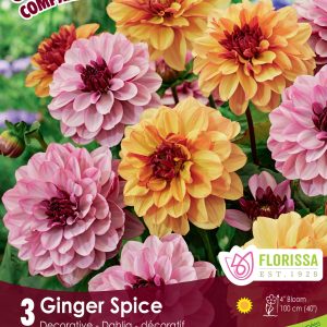 Colourful Companions - Ginger Spice - Blend of two tone Dahlias - 3blb/pkg