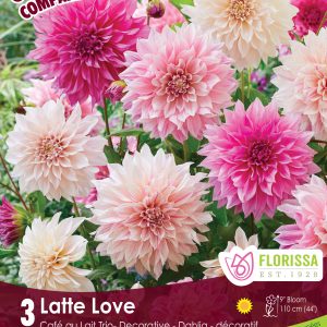 Colourful Companions - Latte Love - Café au Lait Trio - 3blb/pkg
