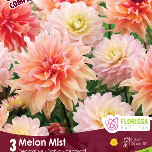 Colourful Companions - Melon Mist - Dahlia soft tone mix - 3blb/pkg