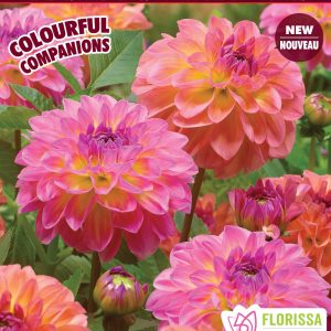 Colourful Companions - Pretty Please - Decorative Dahlia - 3blb/pkg