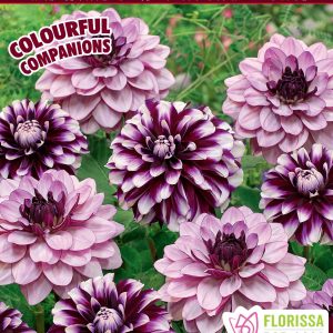 Colourful Companions - Smokey Amethyst - Decorative Dahlia - 3blb/pkg