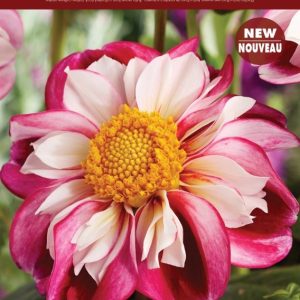 Dahlia Decorative - Bumble Rumble - 1blb/pkg