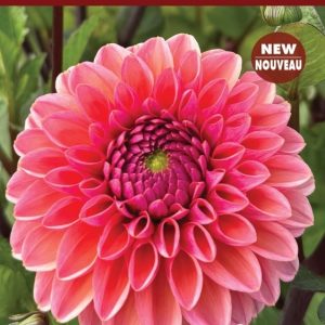 Dahlia Decorative - Daisy Duke - 1blb/pkg