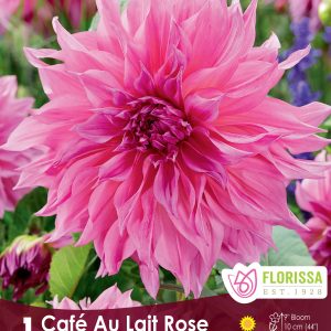 Dahlia Dinnerplate - Café au Lait Rose - 1blb/pkg