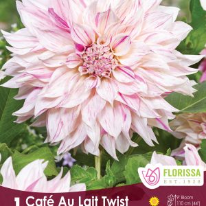Dahlia Dinnerplate - Café au Lait Twist - 1blb/pkg