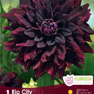 Dahlia Decorative - Rip City - 1blb/pkg