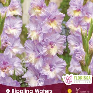 Gladiolus Rippling Waters - 8blb/pkg