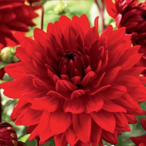 Dahlia Dinnerplate - Babylon Red - 1blb/pkg