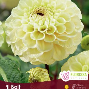 Dahlia Ball - Bolt - 1blb/pkg