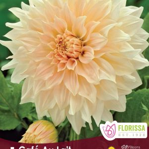 Dahlia Dinnerplate - Café au Lait - 1blb/pkg