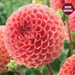 Dahlia Ball - Cornel Bronze - 1blb/pkg