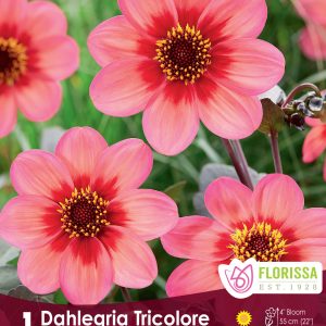 Dahlia Mignon Bronzeleaf - Dahlegria Tricolore - 1blb/pkg