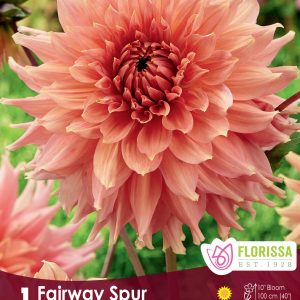 Dahlia Dinnerplate - Fairway Spur - 1blb/pkg