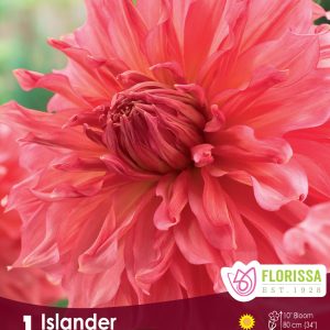 Dahlia Dinnerplate - Islander - 1blb/pkg