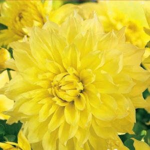 Dahlia Dinnerplate - Kelvin Floodlight - 1blb/pkg