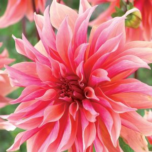 Dahlia Dinnerplate - Labyrinth - 1blb/pkg