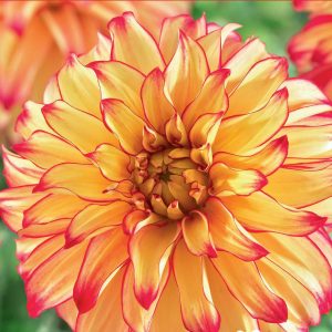 Dahlia Dinnerplate - Lady Darlene - 1blb/pkg