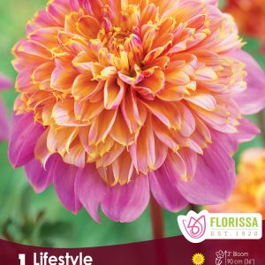 Dahlia Anemone - Lifestyle - 1blb/pkg