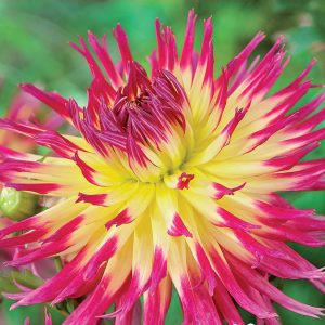 Dahlia Dinnerplate - Fringed - Lindsay Michelle - 1blb/pkg