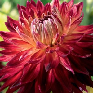 Dahlia Dinnerplate - Manhattan Island - 1blb/pkg