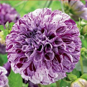 Dahlia Ball - Marble Ball - 1blb/pkg