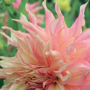 Dahlia Dinnerplate - Penhill Watermelon - 1blb/pkg