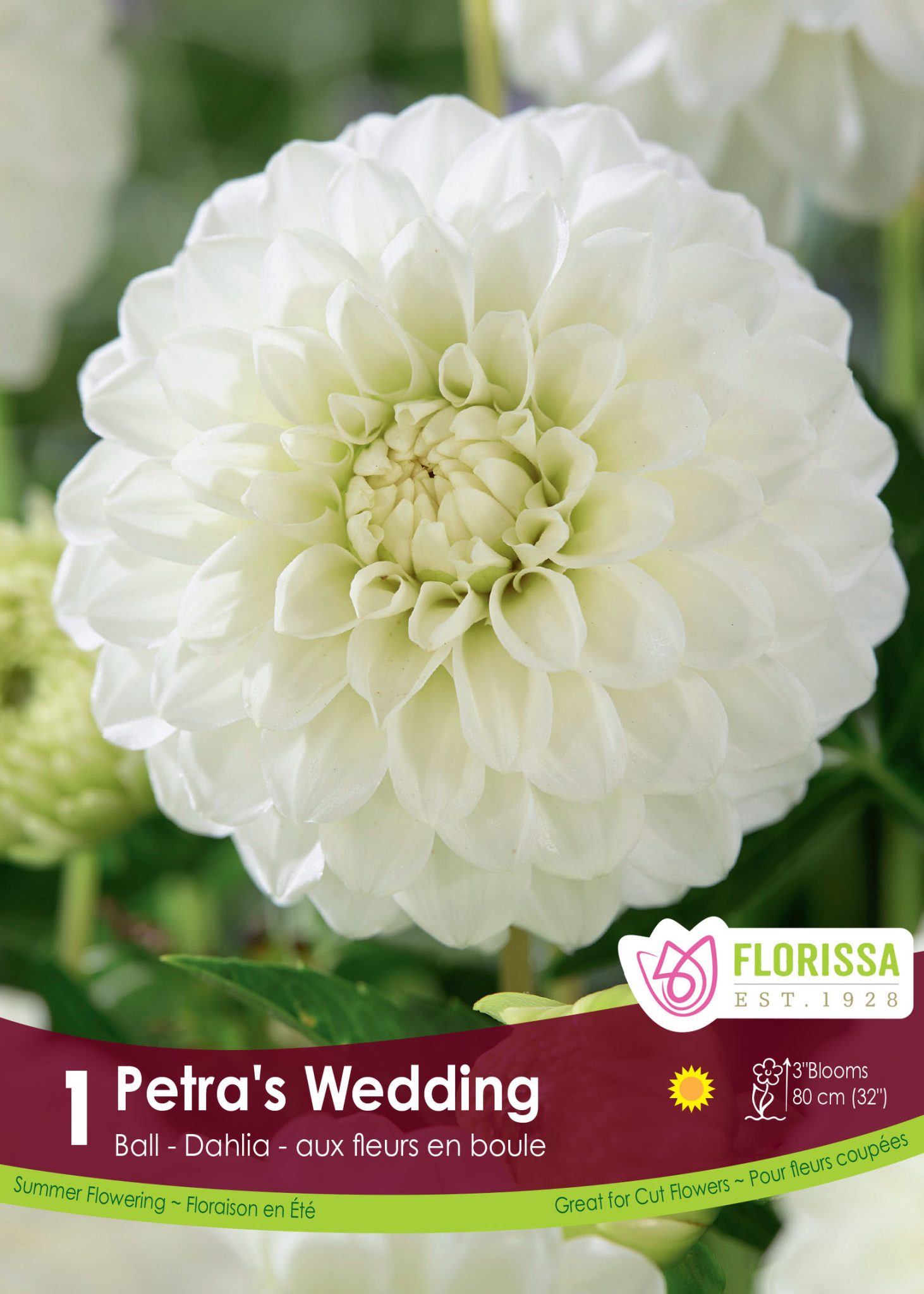 Dahlia Ball - Petra's Wedding - 1blb/pkg - TERRA Greenhouses