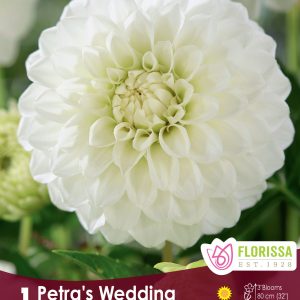 Dahlia Ball - Petra's Wedding - 1blb/pkg