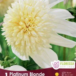 Dahlia Anemone - Platinum Blonde - 1blb/pkg