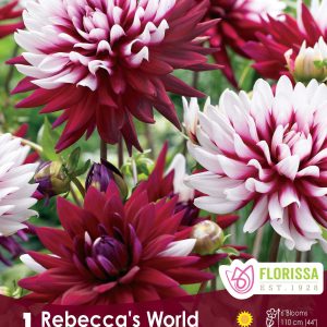Dahlia Decorative - Rebecca's World - 1blb/pkg
