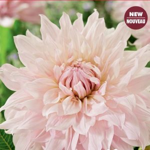 Dahlia Dinnerplate - Shiloh Noelle - 1blb/pkg