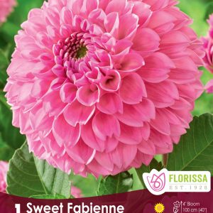 Dahlia Ball - Sweet Fabienne - 1blb/pkg