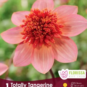 Dahlia Anemone - Totally Tangerine - 1blb/pkg