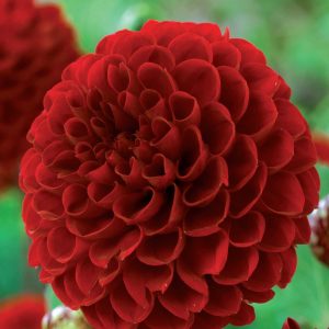 Dahlia Ball - Viking - 1blb/pkg
