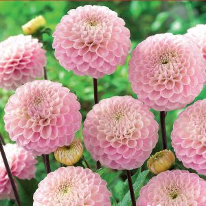 Dahlia Ball - Wizard of Oz - 1blb/pkg