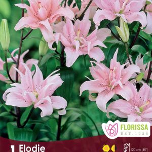 Lily Pollen -Free Elodie - 1/pkg
