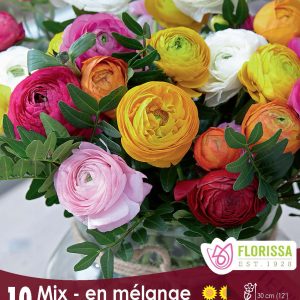 Ranuncules Peony Mixed - 5/pkg