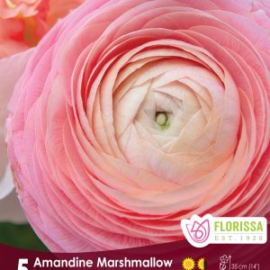 Ranuncules Amandine Marshmallow - 5/pkg