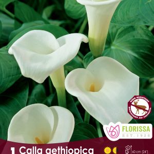 Calla aethiopica - 1/pkg