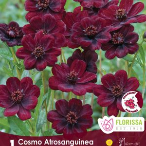 Cosmos Atrosanguinea - 1/pkg