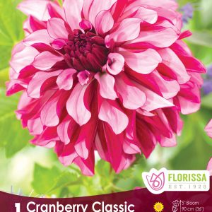 Dahlia Decorative - Cranberry Classic - 1blb/pkg