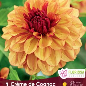 Dahlia Decorative - Crème de Congnac - 1blb/pkg
