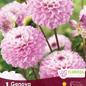 Dahlia Ball - Genova - 1blb/pkg