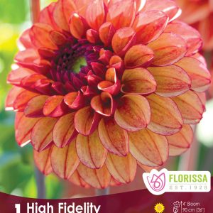 Dahlia Ball - High Fidelity - 1blb/pkg