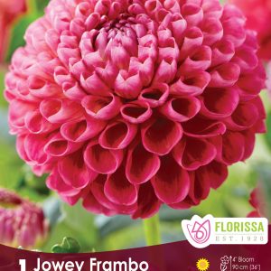Dahlia Ball - Jowey Frambo - 1blb/pkg