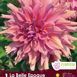Dahlia Decorative - La Belle Epoque - 1blb/pkg
