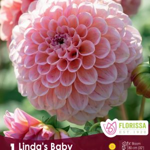 Dahlia Ball - Linda's Baby - 1blb/pkg