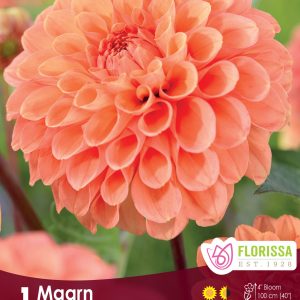 Dahlia Ball - Maarn - 1blb/pkg