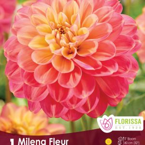 Dahlia Decorative - Milena Fleur - 1blb/pkg